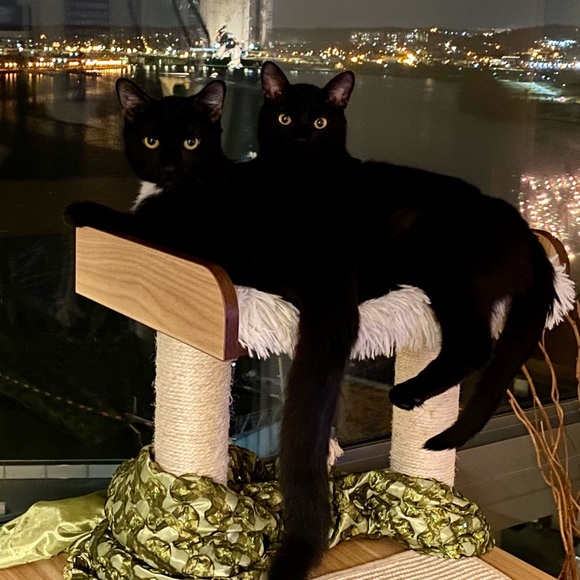 Meet your Posher, Brookie B - Picture 3 of 3